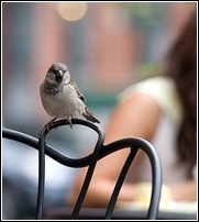 bird being a nuisance at an outdoor restaurant