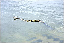 snake swimming in water