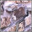 snake climbing on side of house