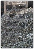 large bird's nest being utilized by a squirrel taking over the territory