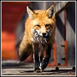 urban fox