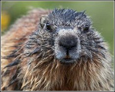 close up view of a groundhog