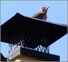 woodpecker on top of chimney cap