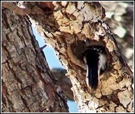 woodpecker going into the hole he has just created in the now damaged tree