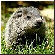 woodchuck, also known as a groundhog