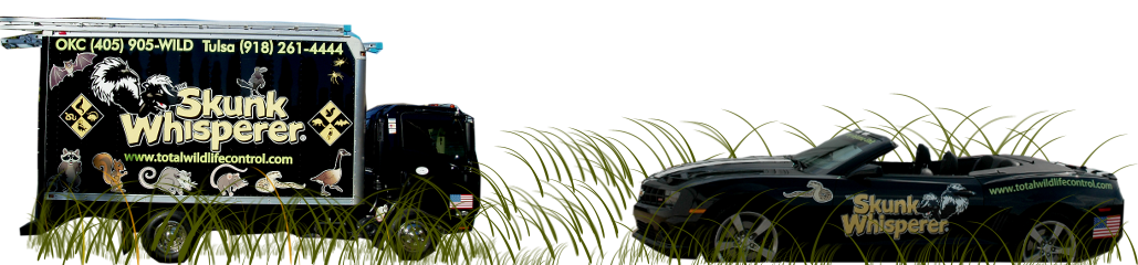 The Skunk Whisperer - Vehicle Stock