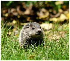 Ground Hog Control