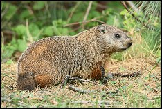 Ground Hog Control Ground Hog Control