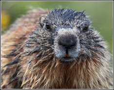 WoodChuck WoodChuck