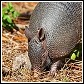 armadillo