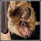 bat