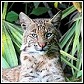 bobcat