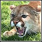 panther