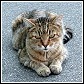feral cats
