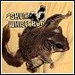 flying squirrels