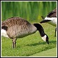 wild geese