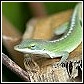 lizard