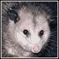 opossum