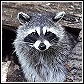 raccoon