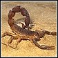 scorpions