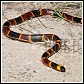 snake