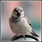 wild bird