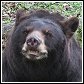 bears