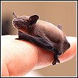 baby bat sitting on a finger