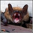 angry bat showing teeth