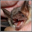 closeup of bat showing teeth