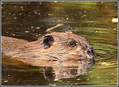beaver swimming in river