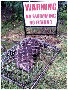 trapped beaver