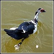 muscovy duck swimming in a cape coral canal