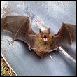 bat captured by skunk whisperer on shovel waiting for launch