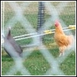 chickens safely fenced in