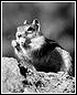 a chipmunk similar to the one Ned first encountered