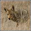 coyote hiding in the grass