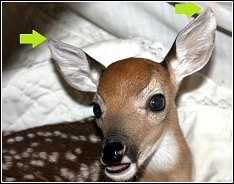curled fawn ears indicating malnutrition