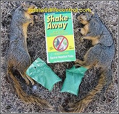 dead squirrels