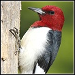the potentially destructive red headed woodpecker
