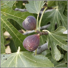 a fig tree, one of the iguana's favorite things to eat