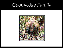 a gopher, a member of the geomyidae family from the order rodentia