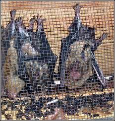 bats hanging on attic screen