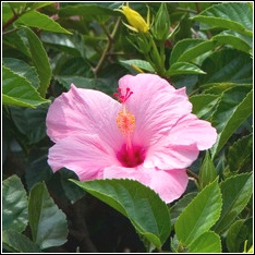 a hibiscus flower like those iguanas love to eat