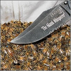 tip of knife pointing to queen bee with special marking