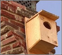 house built for owls to relocate