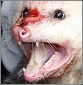 opossum injured by a supposedly humane live trapping device