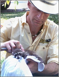 ned bruha humanely removing and reviving a baby raccoon