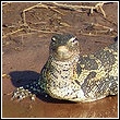 example of a nile monitor