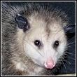 close up of a opossum